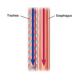 Side view of normal trachea and esophagus.