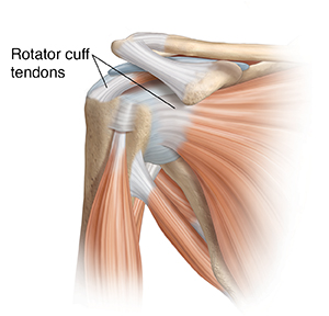 Front view of shoulder joint with muscles.