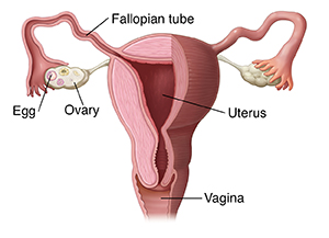 Front view of partly sectioned uterus, fallopian tubes, and ovaries.