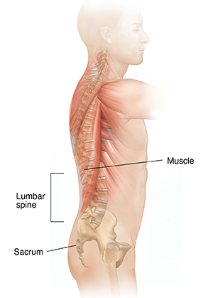 Side view of male torso showing spine and muscles.