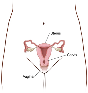Outline of female pelvis showing uterus, cervix, and vagina.