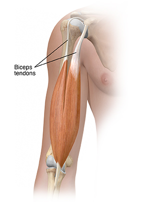 Front view of upper arm showing biceps muscle.