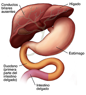 Vista frontal del hígado, el estómago y el duodeno. Faltan los conductos biliares.