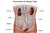Ilustración de la anatomía del aparato urinario. Vista frontal