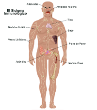 Ilustración del sistema inmunitario