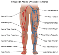 Ilustración del aparato circulatorio de las piernas