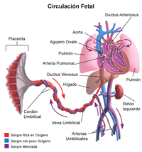IlustraciÃ³n del flujo sanguÃ­neo, o circulaciÃ³n, en un feto.