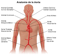 Ilustración de la anatomía de la aorta