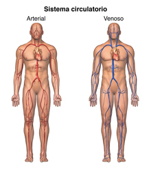 Ilustración del sistema circulatorio, arterial y venoso