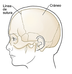 Vista lateral de una cabeza de un niño en la que pueden verse el cráneo.