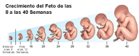 Ilustración del desarrollo fetal desde la semana 8 a la 40