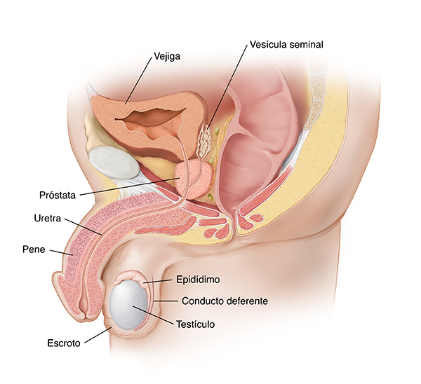 Vista lateral de corte transversal de la anatomía reproductora masculina.