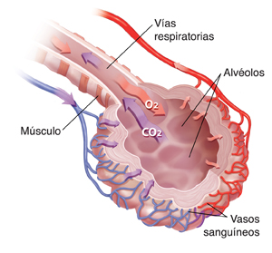 UC San Diego Health Health Library | San Diego Hospital, Healthcare