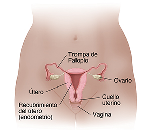 Vista frontal de la pelvis femenina donde se ve un corte transversal del útero, los ovarios y las trompas de Falopio.