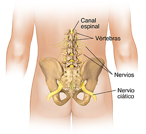 Vista posterior de un cuerpo masculino donde pueden verse los nervios lumbares y de la pelvis.