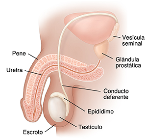 Corte transversal de una pelvis masculina donde se ven los órganos reproductores.