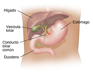 Vista frontal que muestra el hígado, la vesícula biliar y el duodeno.