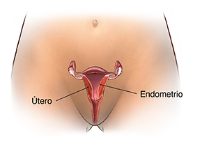 Vista frontal de la zona pélvica de una mujer con un corte transversal del útero donde se observa el endometrio.
