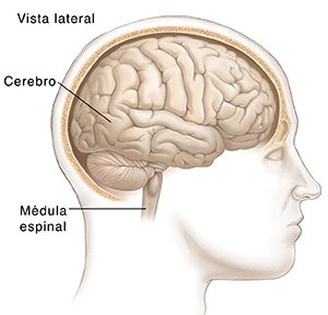 Vista lateral de la cabeza de un hombre en la que se ve el cerebro normal.