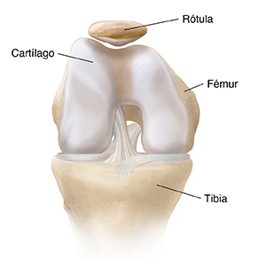 Vista frontal de una rodilla doblada en donde se ve cartílago normal.