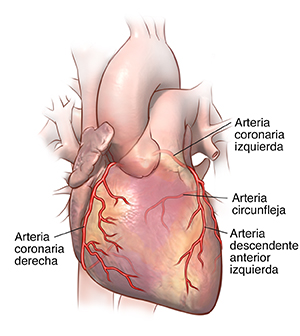Vista frontal del corazón y las arterias coronarias.