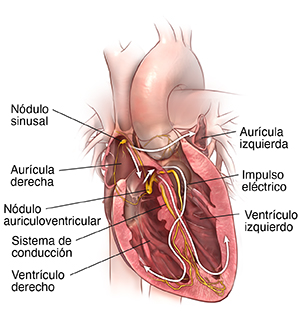 Corte transversal de vista frontal del corazón donde se observa un sistema de conducción normal.