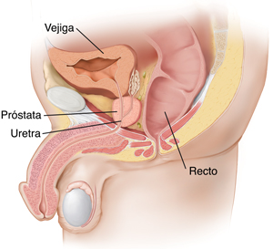 Corte transversal con vista lateral de los órganos pélvicos masculinos en el que se observa la próstata.