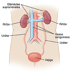 Vista frontal de un torso y de un abdomen en donde se observan los riñones, la vejiga y las glándulas suprarrenales.