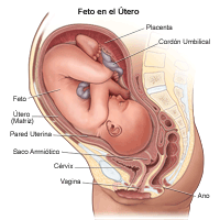Ilustración del del feto en el útero