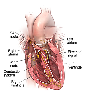 Front view cross section of heart showing normal conduction system.